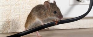 Rat Control on a Budget Affordable Solutions for Homeowners