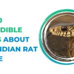 Indian Rat Snake