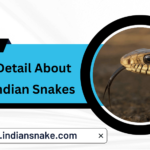 Indian Snakes