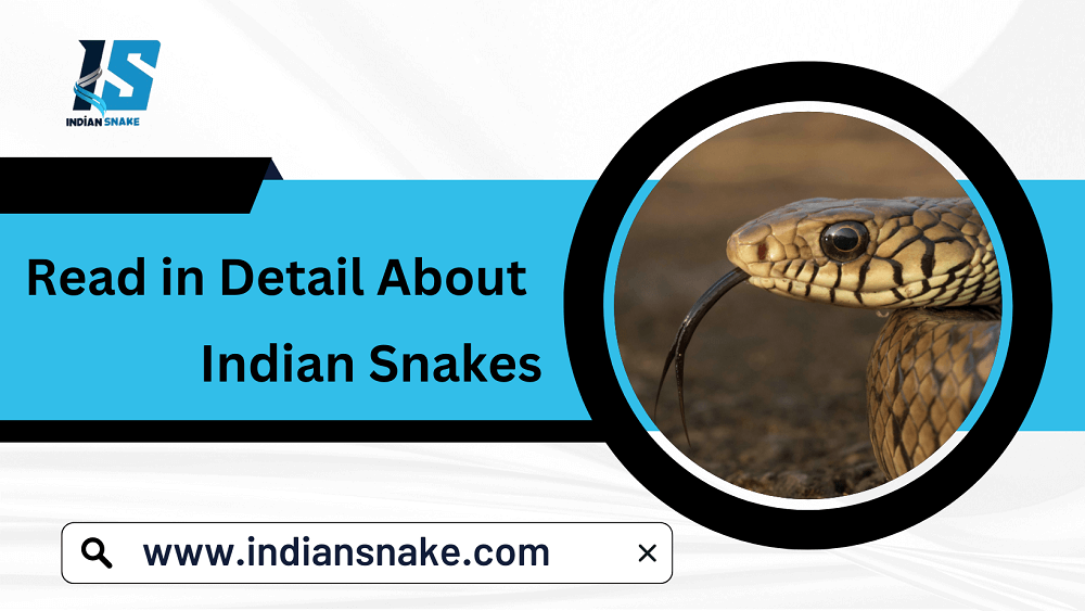 Indian Snakes